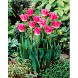 Tulipan Joy of Spring - duża paczka! - 50 cebulek