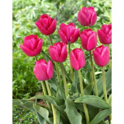 Tulipan Purk - 5 cebulek