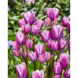 Tulipan Purple Elegance - 5 cebulek