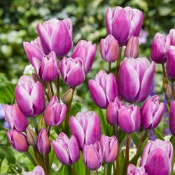 Tulipan Purple Elegance - 5 cebulek