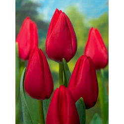Tulipan Red Rover - 5 cebulek