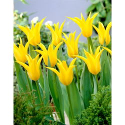 Tulipan Schiedam - 5 cebulek