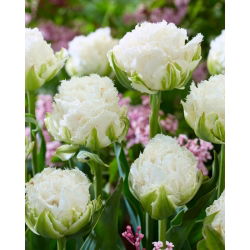 Tulipan Snow Crystal - 5 cebulek