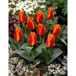 Tulipan Sun Dance - GIGA paczka! - 250 cebulek