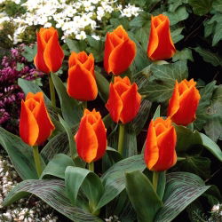 Tulipan Sun Dance - GIGA paczka! - 250 cebulek
