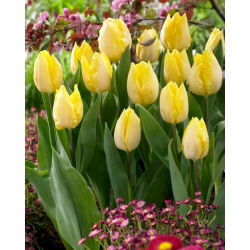 Tulipan Sunny Prince - 5 cebulek