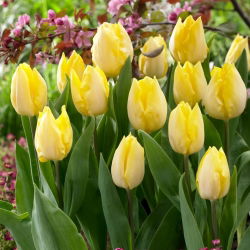 Tulipan Sunny Prince - 5 cebulek