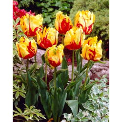 Tulipan Texas Flame - 5 cebulek