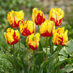 Tulipan Texas Flame - duża paczka! - 50 cebulek