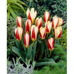 Tulipan The First - GIGA paczka! - 250 cebulek