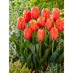 Tulipan Triple A - 5 cebulek