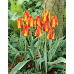 Tulipan United States - 5 cebulek