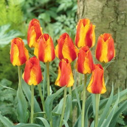 Tulipan United States - 5 cebulek