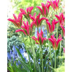 Tulipan Virichic - 5 cebulek