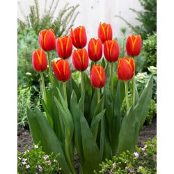 Tulipan World Favourite - 5 cebulek