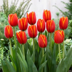 Tulipan World Favourite - 5 cebulek