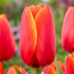 Tulipan World Favourite - 5 cebulek