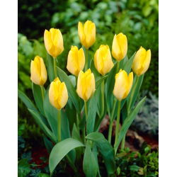 Tulipan Yellow Purissima - 5 cebulek
