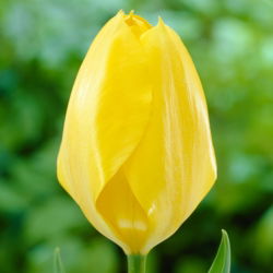 Tulipan Yellow Purissima - 5 cebulek