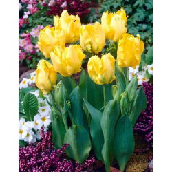 Tulipan Eagle Wings - duża paczka! - 50 cebulek