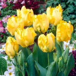 Tulipan Eagle Wings - GIGA paczka! - 250 cebulek