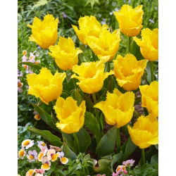 Tulipan Stuttgart - GIGA paczka! - 250 cebulek