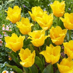 Tulipan Stuttgart - duża paczka! - 50 cebulek