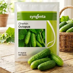 Ogórek Octopus F1 - gruntowy - 500 nasion - Syngenta