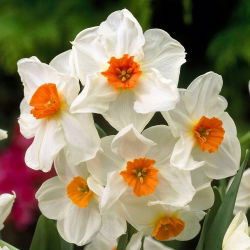Narcyz Geranium - 5 cebulek