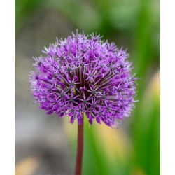 Czosnek ozdobny Shing - 3 cebulki