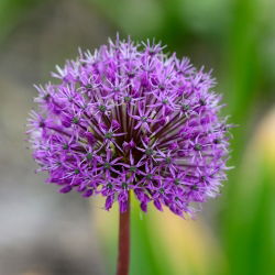 Czosnek ozdobny Shing - 3 cebulki