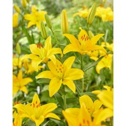 Lilia azjatycka - Rapid Yellow - GIGA paczka! - 50 cebul
