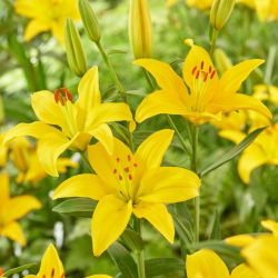 Lilia azjatycka - Rapid Yellow - GIGA paczka! - 50 cebul