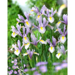 Irys holenderski - King Mauve - GIGA paczka! - 500 szt.