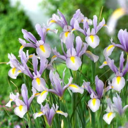 Irys holenderski - King Mauve - GIGA paczka! - 500 szt.