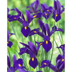 Irys holenderski - Blue Pearl - GIGA paczka! - 500 cebulek