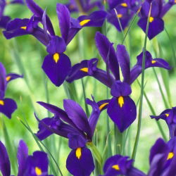 Irys holenderski - Blue Pearl - 10 cebulek