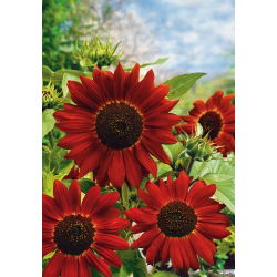 Słonecznik ozdobny Velvet Queen - 100 g