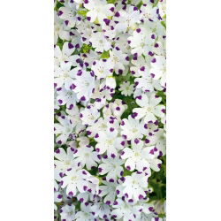 Porcelanka plamista (Nemophila maculata) - 200 nasion