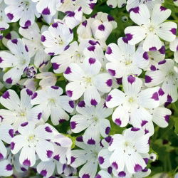Porcelanka plamista (Nemophila maculata) - 200 nasion