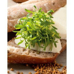 Nasiona na kiełki - Kolendra