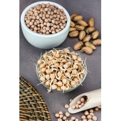 Nasiona na kiełki - Ciecierzyca