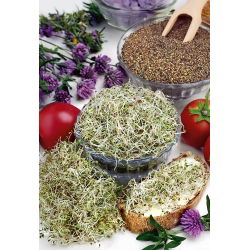 Nasiona na kiełki - Koniczyna