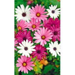 Osteospermum - 35 nasion