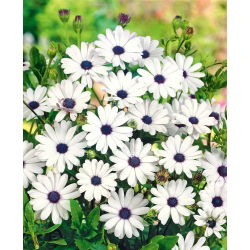 Osteospermum białe - 35 nasion