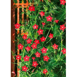 Wilec pierzasty - 20 nasion