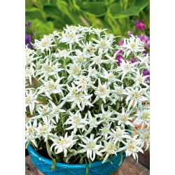 Szarotka alpejska - 750 nasion