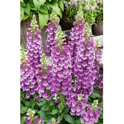 Naparstnica purpurowa - 1000 nasion