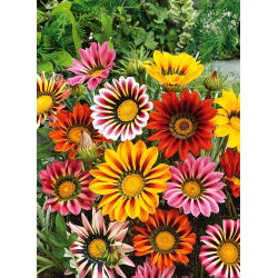 Gazania lśniąca - 130 nasion