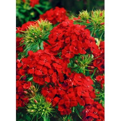 Goździk brodaty Scarlet Beauty - szkarłatny - 450 nasion